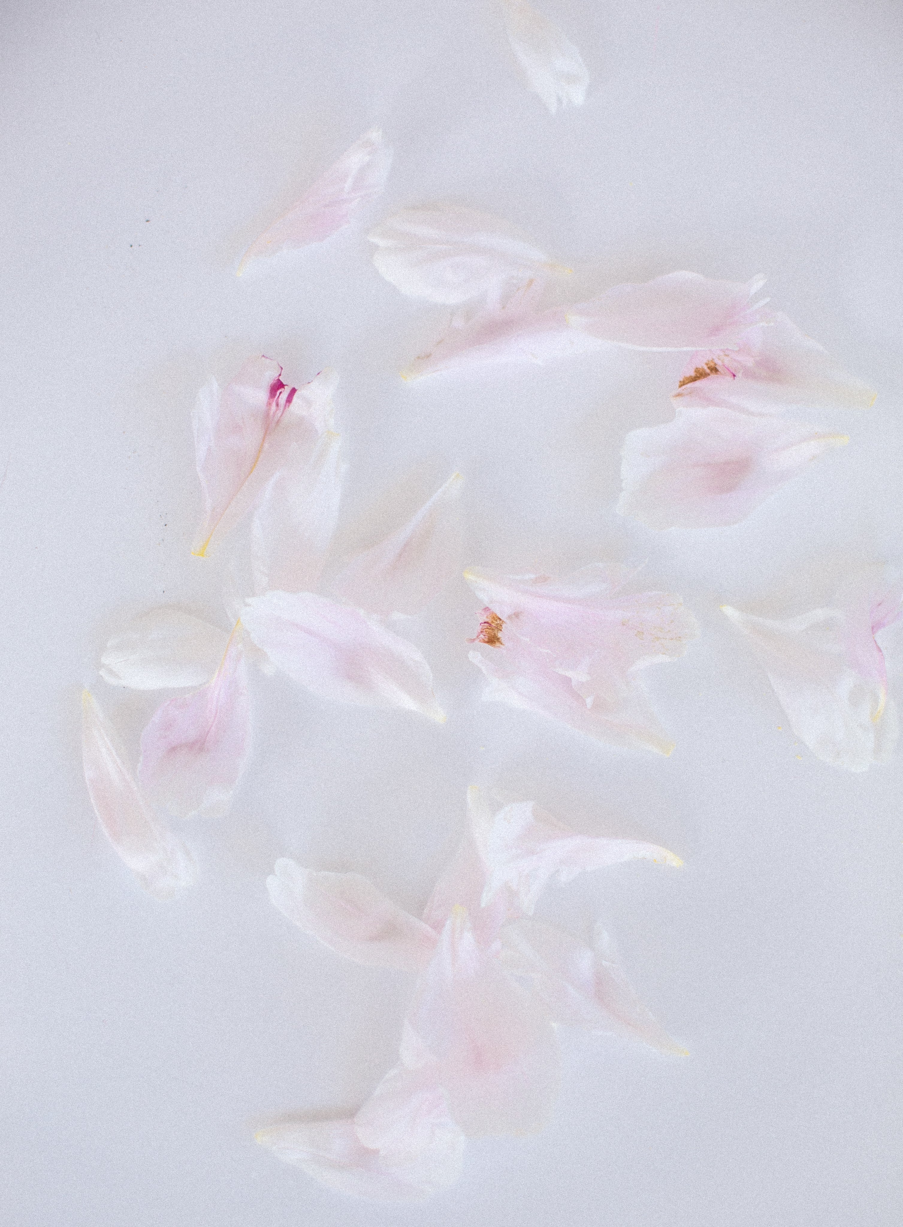 soft-pink-flower-petals-against-white - Rainforest Tea & Life